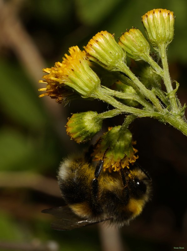 Bees - SA708914.good.crop.cropped