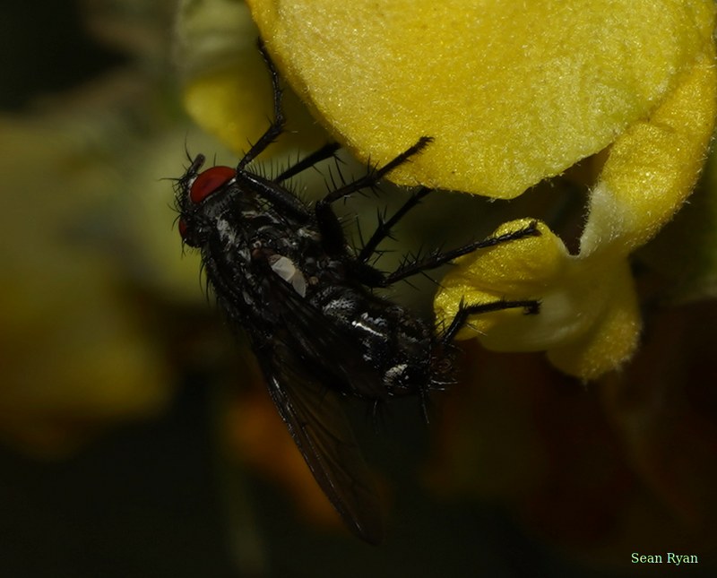 Bugs - SA708844.ok.cropped