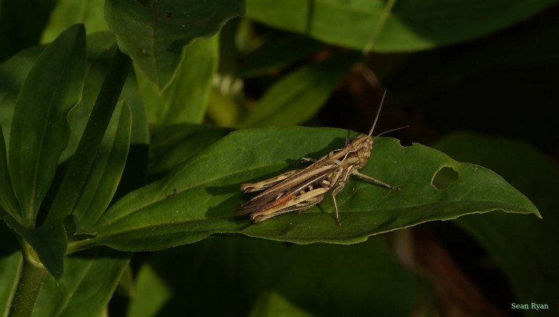 Bugs - SA708900.ok.cropped