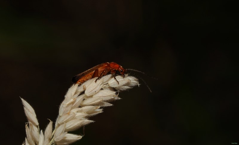 Bugs - SA708922.ok.better.cropped