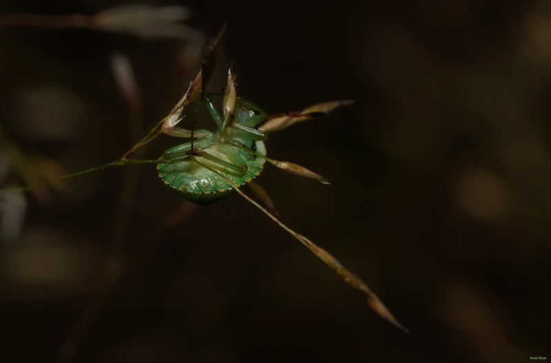 Bugs - SA708937.ok.editted