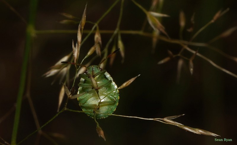 Bugs - cover.SA708930.good.crop.cropped