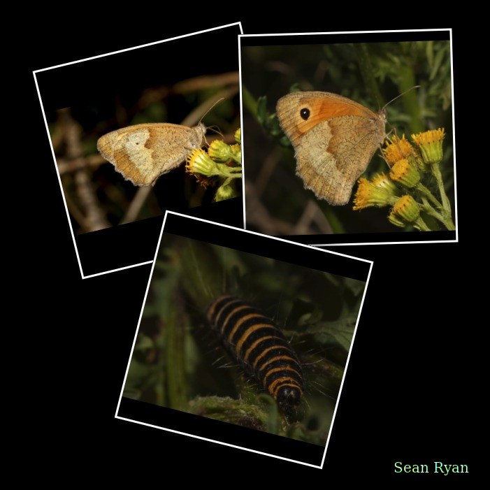 Caterpillars And Butterflies