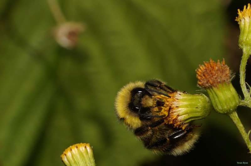 2026-07 - Meijendel Bugs Hornets Wasps Butterflies And Bees - SA708912.good.cropped