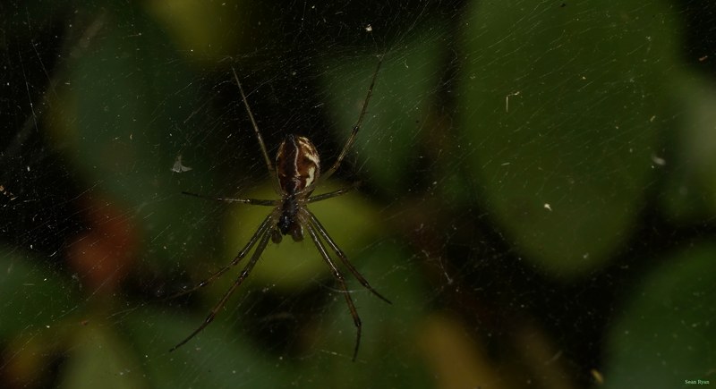 Spiders - SA708927.ok.cropped