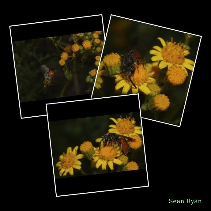 Wasps And Hornets
