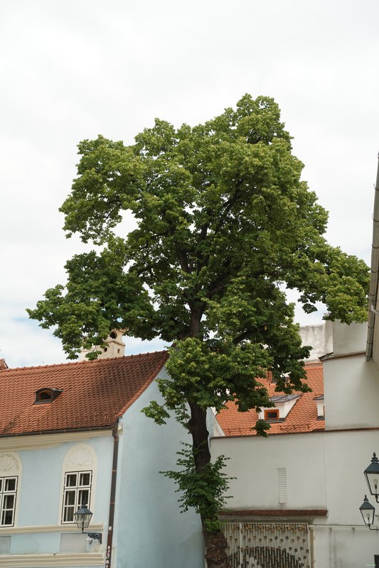 Brasov Old Town - SA709065.ok