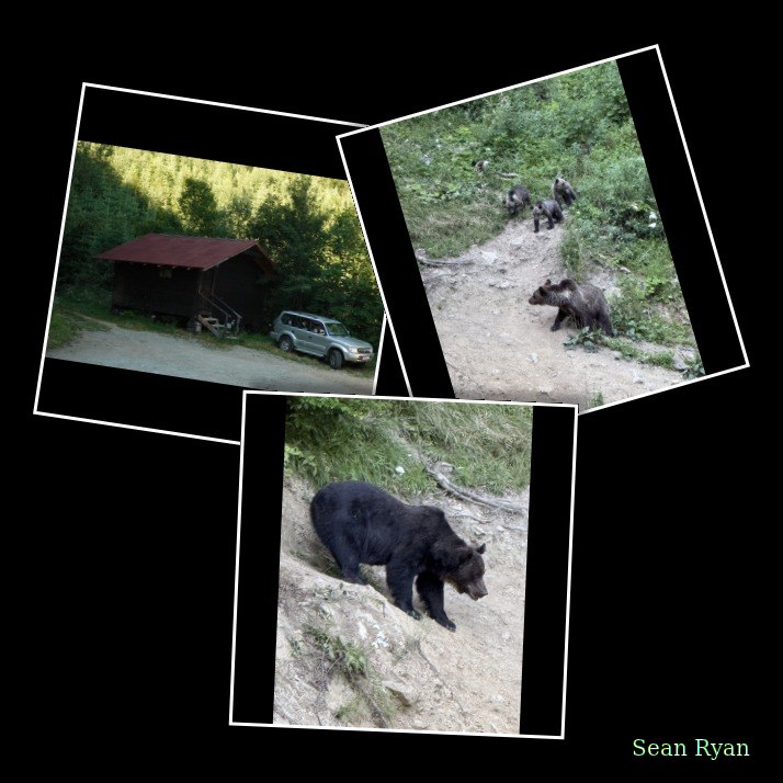 Wildlife Tour And Bear Hut - Zărnești Village - Every Day Photos
