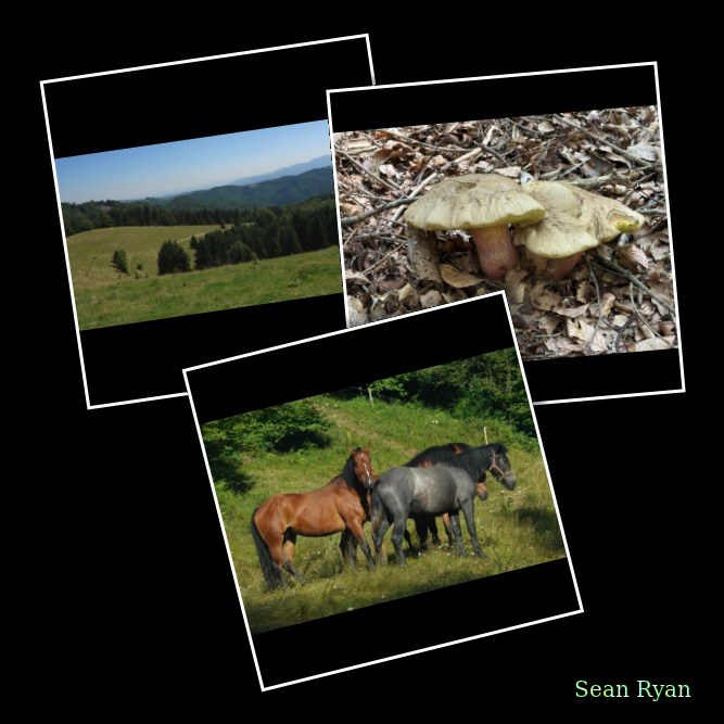 Wildlife Tour Zărnești Valley - Every Day Photos