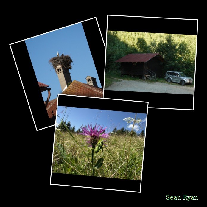 Wildlife Tour And Bear Hut - Zărnești Village