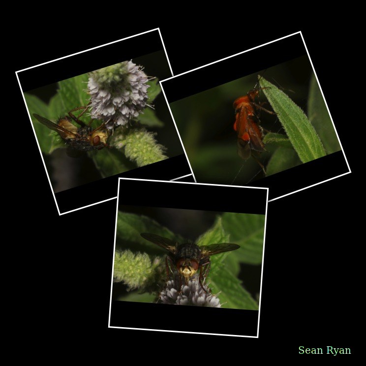 Bugs