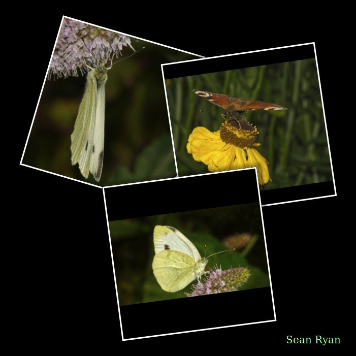 Butterflies