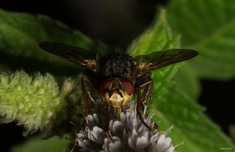 2026-08 - Bugs And Bees At Apiary Near Clingandael - The Hague - cover.SA709855.good.cropped