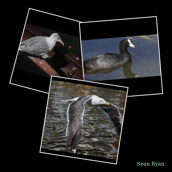 Birds By The Canal