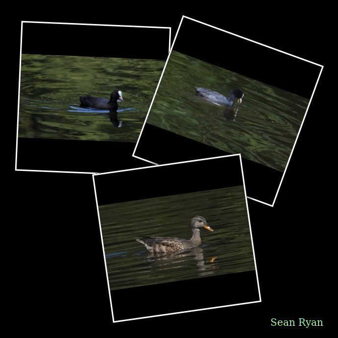 Birds In Scheveningse Bos
