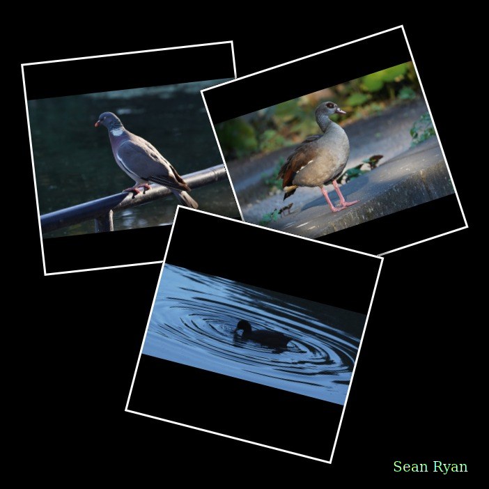 Birds In The Park