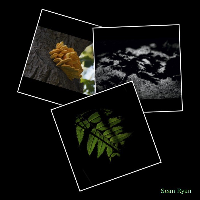 Tree Leaves In Shadow