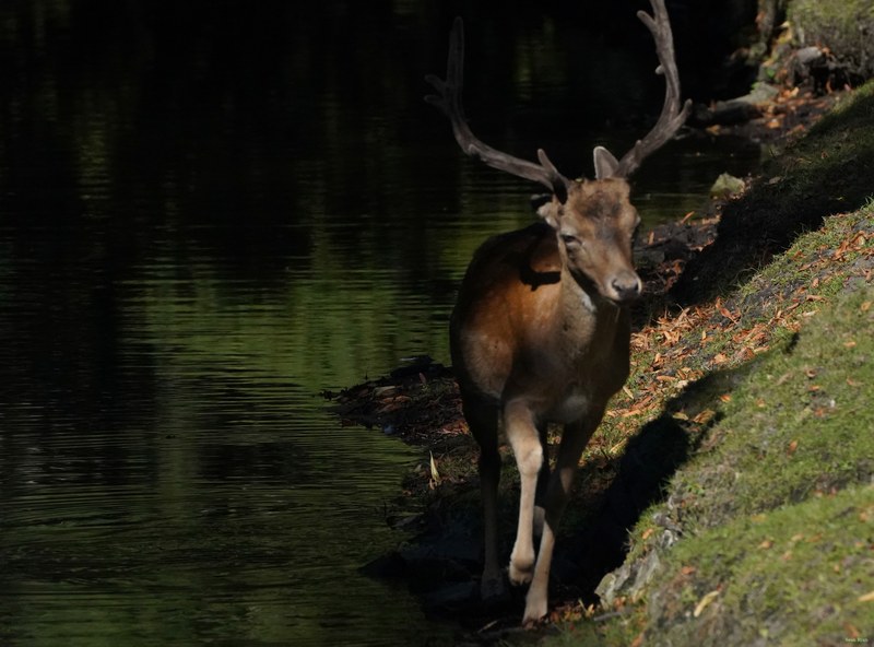 2026-08 - Inner City Nature Den Haag - Deer Birds And Trees - cover.SA702376.ok.cropped