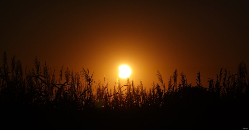 2026-08 - Partial Solar Eclipse At Ockenburgh - RX100832.cropped