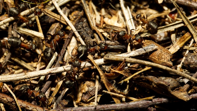 Ants Up Close - SA702745.editted