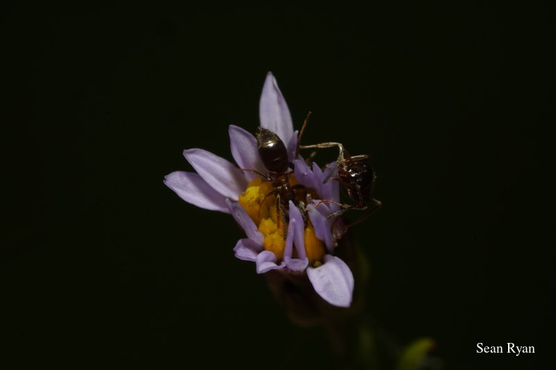 Ants Up Close - SA703450.good_