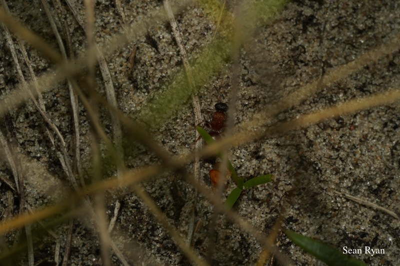 Ants Up Close - SA703460.ant-good-select