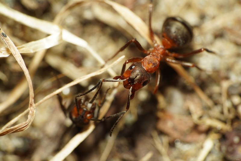 Ants Up Close - SA703930.better