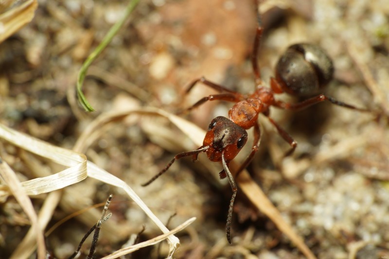 Ants Up Close - SA703931.good