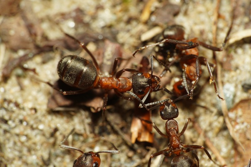 Ants Up Close - SA703934.better