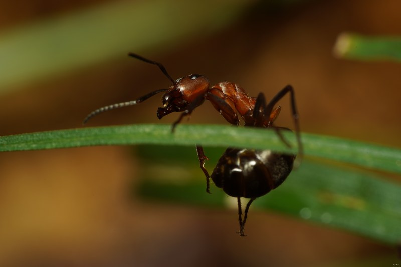 Ants Up Close - SA704519.good