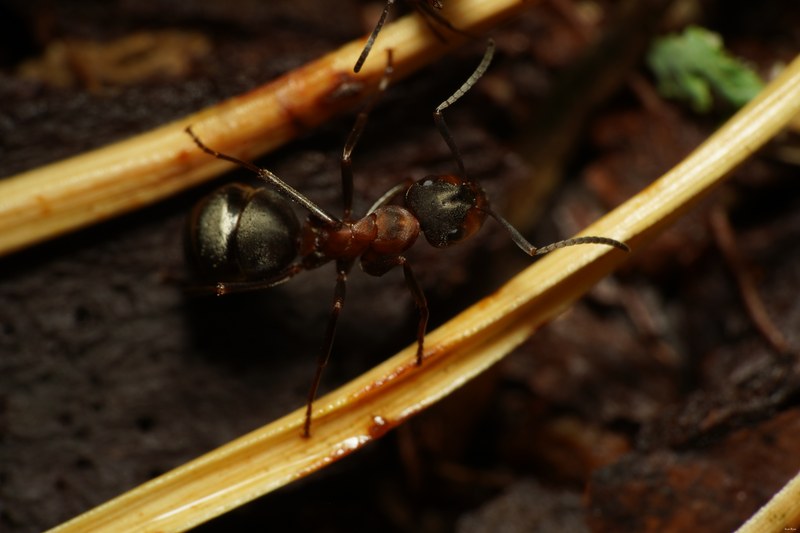Ants Up Close - SA704523.good