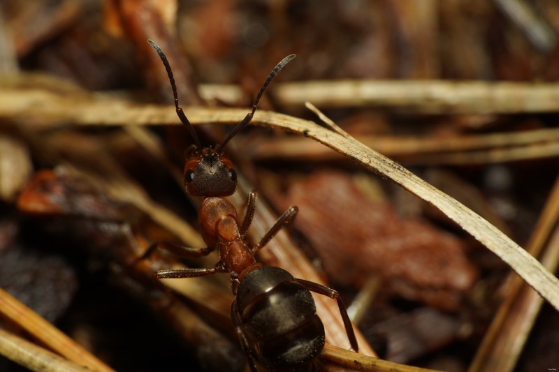 Ants Up Close - SA704533.good