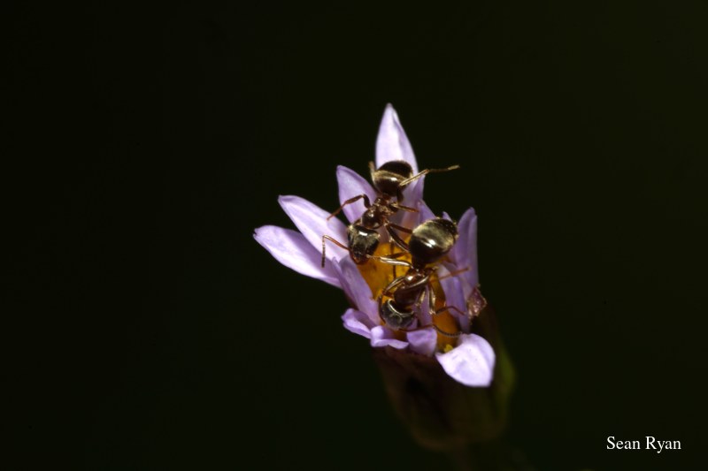 Ants Up Close - Every Day Photos