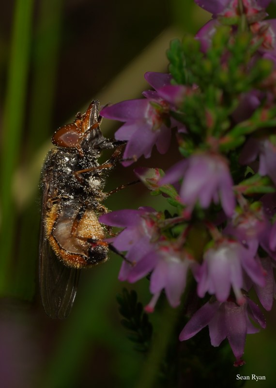 Bees In Macro - Some In Flight - SA702473-bee-feeding-very-good.cropped.cleaned.editted
