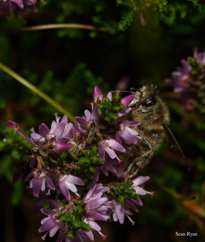 Bees In Macro - Some In Flight - SA702489-bee-pointed-beak-portrait.cropped