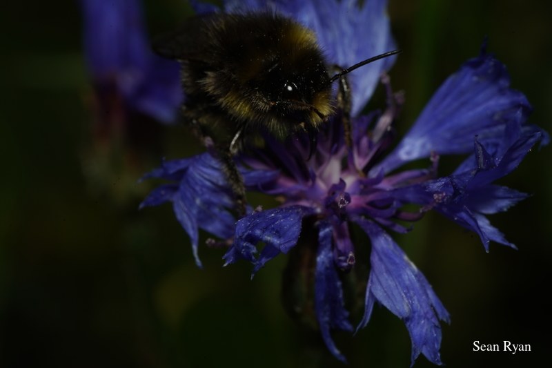 Bees In Macro - Some In Flight - SA702804.bumble-bee.good_