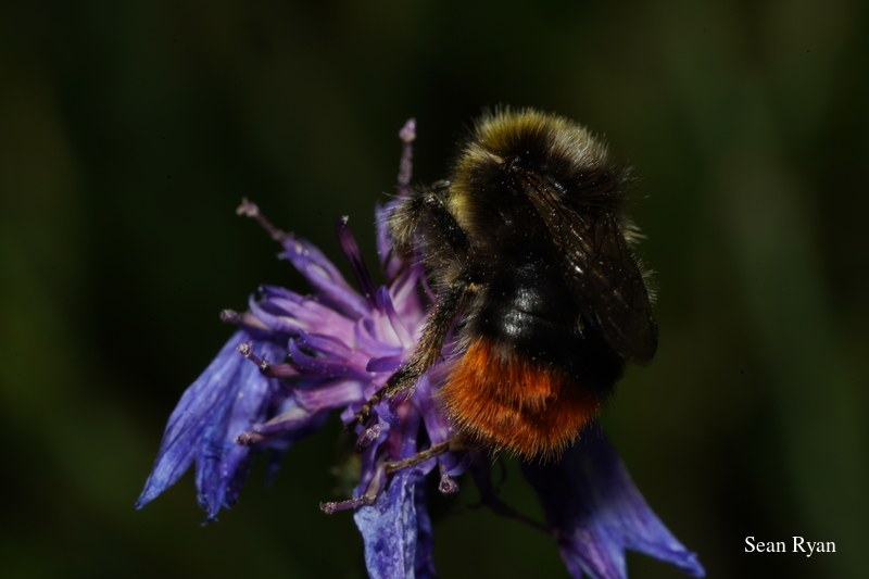Bees In Macro - Some In Flight - SA702809.bumble-bee.good_