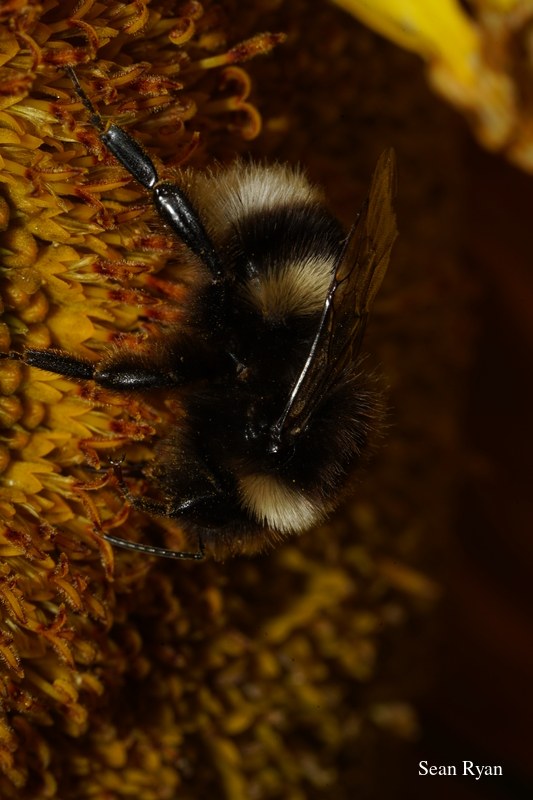 Bees In Macro - Some In Flight - SA702819.ok-good