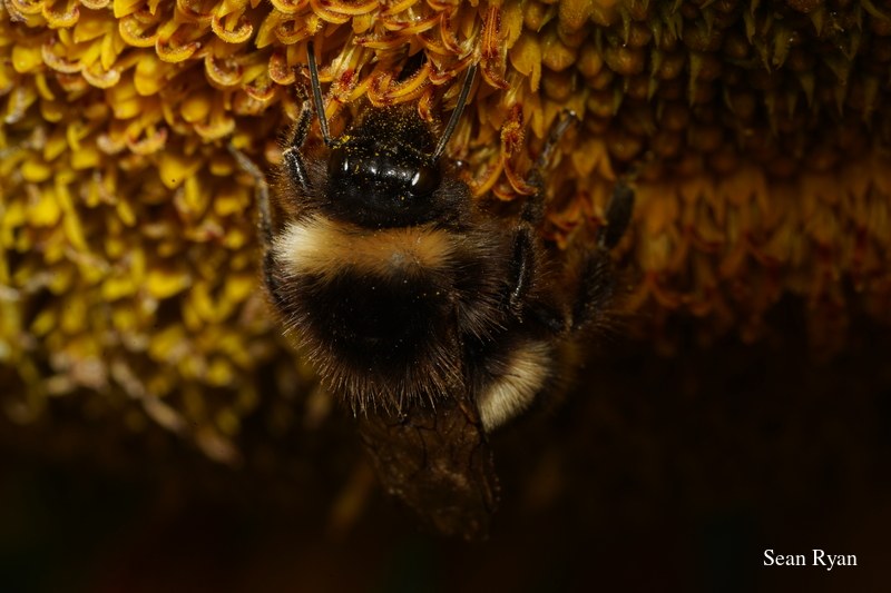 Bees In Macro - Some In Flight - SA702832.good_