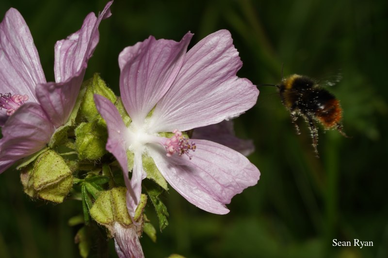 Bees In Macro - Some In Flight - SA702905.bee-in-flight.good_.cleaned