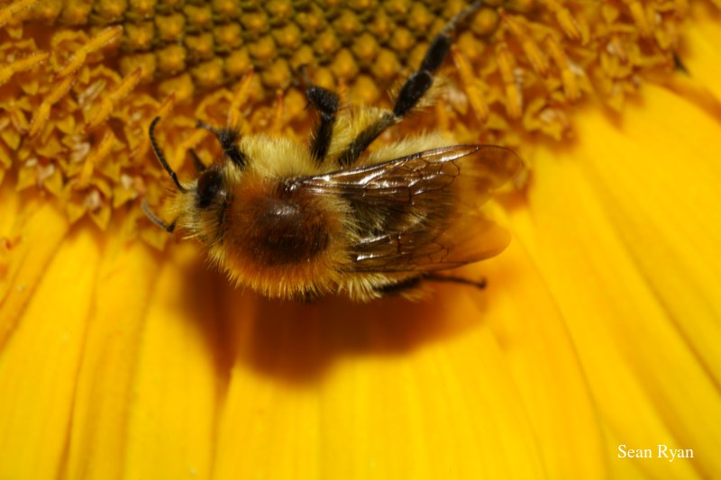 Bees In Macro - Some In Flight - Every Day Photos