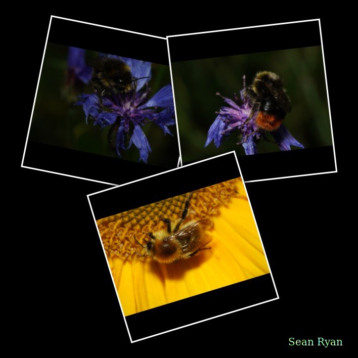 Bees In Macro - Some In Flight