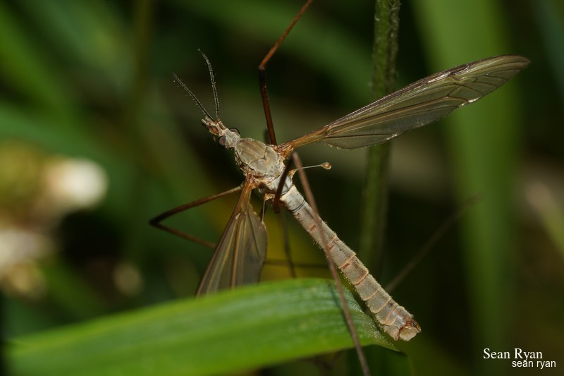 Daddy-long Legs (crane Fly) Macro In Texel - SA702956.good_.cleaned_