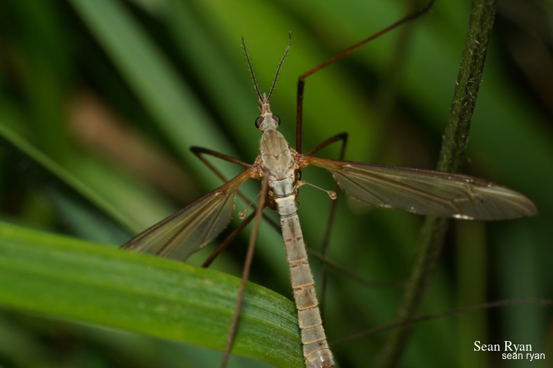 Daddy-long Legs (crane Fly) Macro In Texel - SA702958.good_.cleaned_