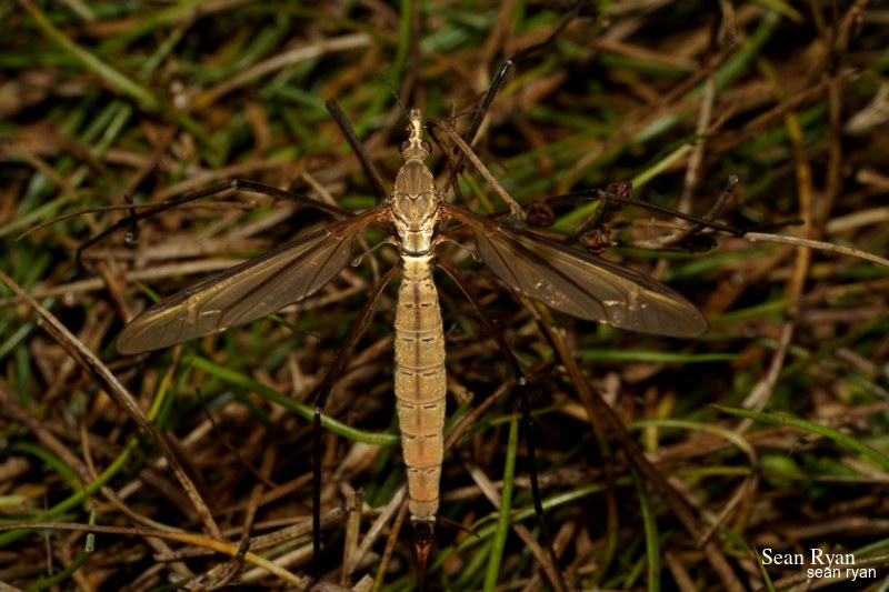 Daddy-long Legs (crane Fly) Macro In Texel - SA702985.good_.cleaned.edited_