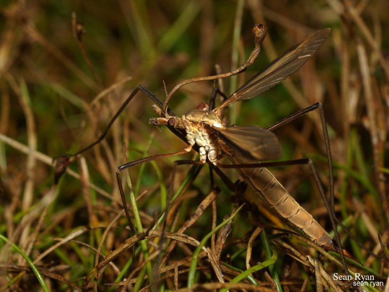 Daddy-long Legs (crane Fly) Macro In Texel - Every Day Photos