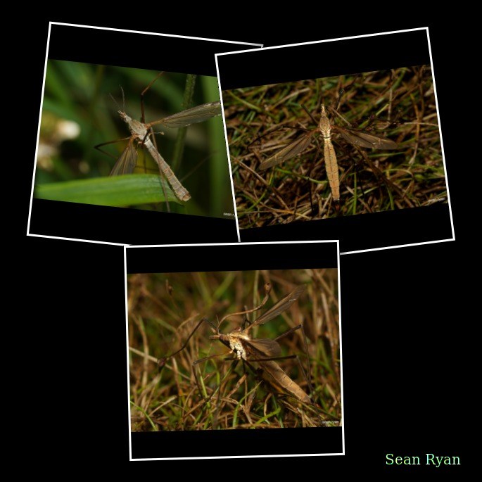 Daddy-long Legs (crane Fly) Macro In Texel