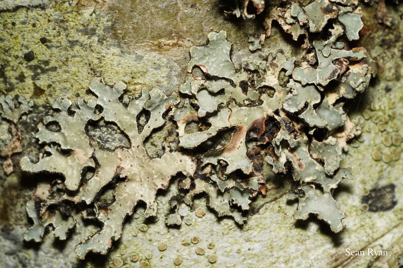 Funghi And Lichen In Macro - Every Day Photos