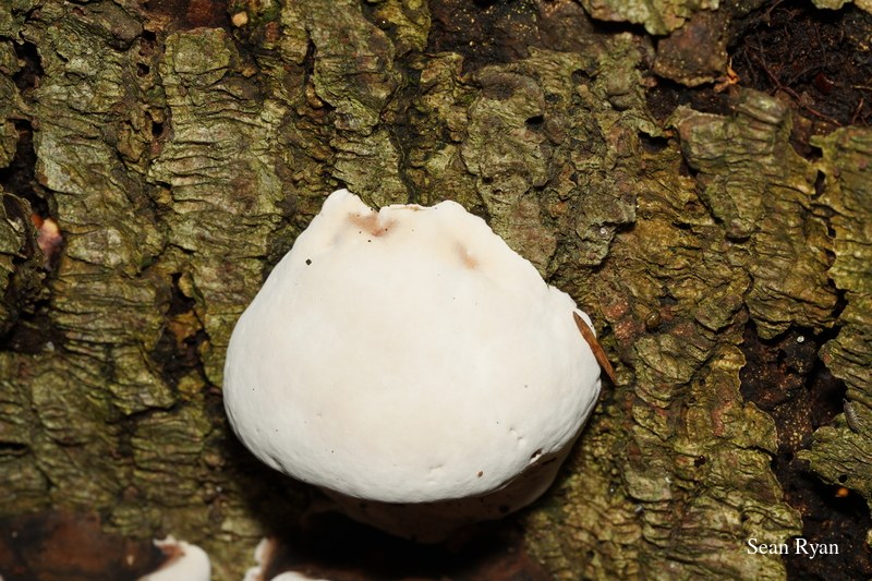 Funghi And Lichen In Macro - SA702737.ok_