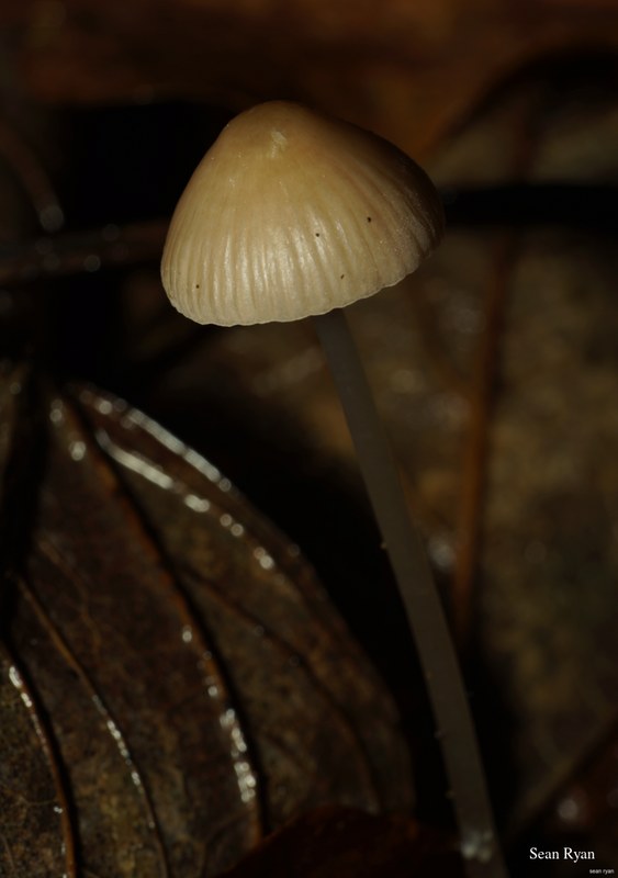 Macro Plants - Fruits And Flowers - SA706006.ok_.pick_.editted.tall-skinny-mushroom.2-1